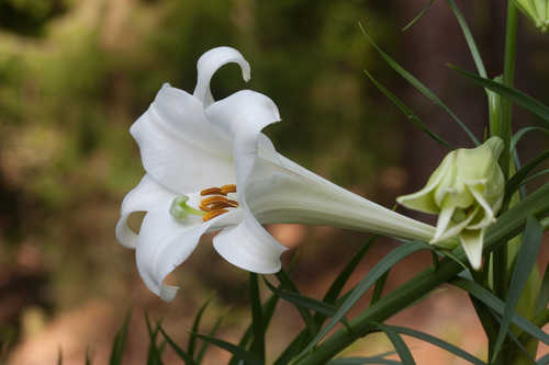 Lilium longiflorum #4